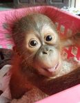From the President - Borneo Orangutan Survival ...
