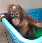 From the President - Borneo Orangutan Survival ...
