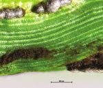 Biocontrol of weeds Autumn 2018 update - New biocontrol solutions for sustainable management of weed impacts on agricultural profitability ...