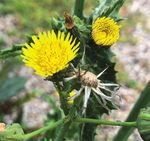 Biocontrol of weeds Autumn 2018 update - New biocontrol solutions for sustainable management of weed impacts on agricultural profitability ...