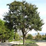 Trees Suitable for Planting in Lawns in Contra Costa County