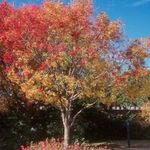 Trees Suitable for Planting in Lawns in Contra Costa County