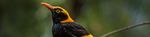 O'Reilly's Bird Week Autumn 2018 - Program March 4 - O'Reilly's Rainforest Retreat