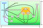 Intracellular Communication among Morphogen Signaling Pathways during Vertebrate Body Plan Formation - MDPI