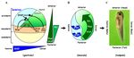 Intracellular Communication among Morphogen Signaling Pathways during Vertebrate Body Plan Formation - MDPI