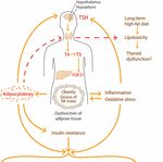 Obesity and Thyroid Axis - Review - MDPI