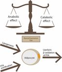 Obesity and Thyroid Axis - Review - MDPI