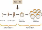 Obesity and Thyroid Axis - Review - MDPI