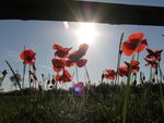 DESPITE EVERYTHING WE STILL REMEMBER - The ...