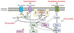 Animal Models for Human Polycystic Ovary Syndrome (PCOS) Focused on the Use of Indirect Hormonal Perturbations: A Review of the Literature - MDPI