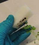 Detection of Septoria apiicola on Celery and Celeriac seed - FEBRUARY 2019 Developed by ISHI-Veg
