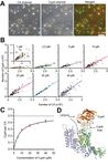 Fluorescence biosensor for real-time interaction dynamics of host proteins with HIV-1 capsid tubes - bioRxiv