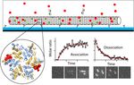Fluorescence biosensor for real-time interaction dynamics of host proteins with HIV-1 capsid tubes - bioRxiv