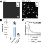 Fluorescence biosensor for real-time interaction dynamics of host proteins with HIV-1 capsid tubes - bioRxiv