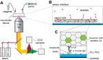 Fluorescence biosensor for real-time interaction dynamics of host proteins with HIV-1 capsid tubes - bioRxiv