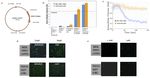 Engineering Calcium Signaling of Astrocytes for Neural-Molecular Computing Logic Gates