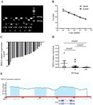 Promoter hypermethylation influences the suppressive role of long non coding RNA MEG3 in the development of multiple myeloma