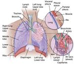Lung Cancer (Non-Small Cell)