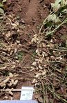 ORGANIC WASTE AS FERTILIZER TO INCREASE - THE NUMBER OF PEANUTS (Arachis hypogaea L.) FLOWERS