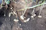 ORGANIC WASTE AS FERTILIZER TO INCREASE - THE NUMBER OF PEANUTS (Arachis hypogaea L.) FLOWERS