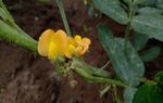 ORGANIC WASTE AS FERTILIZER TO INCREASE - THE NUMBER OF PEANUTS (Arachis hypogaea L.) FLOWERS