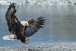 Alaska Bald Eagle Tour - Haines Chilkat Bald Eagle Preserve November 5-10, 2020 - Wild Departures