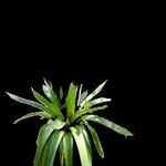 ANALYSIS OF FOUR GENERATOR ARCHITECTURES OF C-GAN, LOSS FUNCTION, AND ANNOTATION METHOD FOR EPIPHYTE IDENTIFICATION