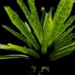 ANALYSIS OF FOUR GENERATOR ARCHITECTURES OF C-GAN, LOSS FUNCTION, AND ANNOTATION METHOD FOR EPIPHYTE IDENTIFICATION