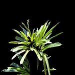ANALYSIS OF FOUR GENERATOR ARCHITECTURES OF C-GAN, LOSS FUNCTION, AND ANNOTATION METHOD FOR EPIPHYTE IDENTIFICATION