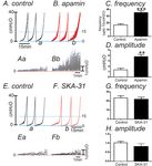 Role of detrusor PDGFRα+ cells in mouse model of cyclophosphamide induced detrusor overactivity - Nature