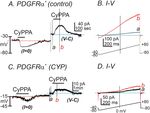 Role of detrusor PDGFRα+ cells in mouse model of cyclophosphamide induced detrusor overactivity - Nature