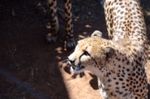 CHEETAH SPOTS - Cheetah Conservation Fund