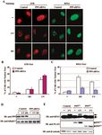 Protein Phosphatase 5 Is Required for ATR-Mediated Checkpoint Activation