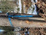 LAKE BABINE NATION Foundation Agreement & Natural Resources Team Update - November 2020