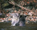 LAKE BABINE NATION Foundation Agreement & Natural Resources Team Update - November 2020