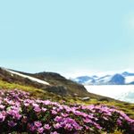 SVALBARD 2020 LOFOTEN, BEAR ISLAND & SVALBARD - SPRINGTIME IN SVALBARD - SVALBARD ADVENTURE - EXPEDITION SVALBARD - Polar quest