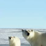 SVALBARD 2020 LOFOTEN, BEAR ISLAND & SVALBARD - SPRINGTIME IN SVALBARD - SVALBARD ADVENTURE - EXPEDITION SVALBARD - Polar quest
