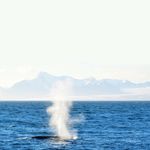 SVALBARD 2020 LOFOTEN, BEAR ISLAND & SVALBARD - SPRINGTIME IN SVALBARD - SVALBARD ADVENTURE - EXPEDITION SVALBARD - Polar quest