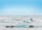 SVALBARD 2020 LOFOTEN, BEAR ISLAND & SVALBARD - SPRINGTIME IN SVALBARD - SVALBARD ADVENTURE - EXPEDITION SVALBARD - Polar quest