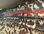 NATURA The modern aviary system for barn and free range egg production
