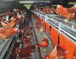 NATURA The modern aviary system for barn and free range egg production