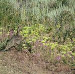 Governors Executive Order 2021-18 Nevada Habitat Conservation Framework - Alan Jenne, Habitat Division Administrator September 24, 2021