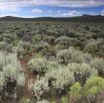 Governors Executive Order 2021-18 Nevada Habitat Conservation Framework - Alan Jenne, Habitat Division Administrator September 24, 2021