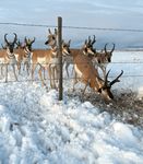 Governors Executive Order 2021-18 Nevada Habitat Conservation Framework - Alan Jenne, Habitat Division Administrator September 24, 2021