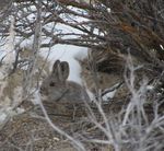 Governors Executive Order 2021-18 Nevada Habitat Conservation Framework - Alan Jenne, Habitat Division Administrator September 24, 2021