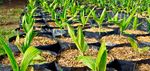 THE PALM OIL STORY Facts and Figures - European Palm Oil Alliance