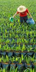 THE PALM OIL STORY Facts and Figures - European Palm Oil Alliance
