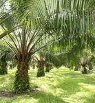THE PALM OIL STORY Facts and Figures - European Palm Oil Alliance