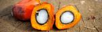 THE PALM OIL STORY Facts and Figures - European Palm Oil Alliance