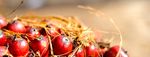 THE PALM OIL STORY Facts and Figures - European Palm Oil Alliance